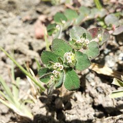 Euphorbia velleriflora