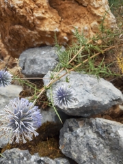 Echinops adenocaulos
