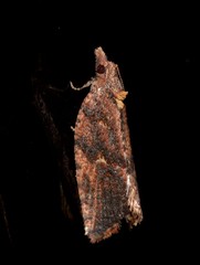 Cryptaspasma sordida