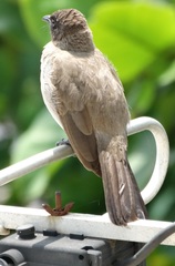 Pycnonotus barbatus