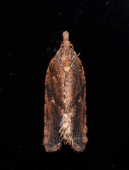 Cryptaspasma sordida