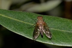 Atherimorpha