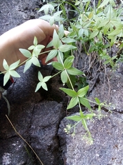 Galium valantioides