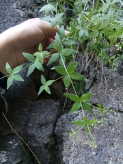 Galium valantioides