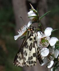 Hesperilla ornata