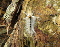 Halysidota ruscheweyhi