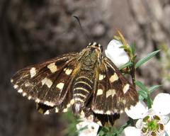 Hesperilla ornata