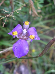 Hesperoxiphion herrerae