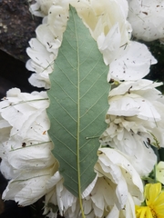 Quercus muehlenbergii