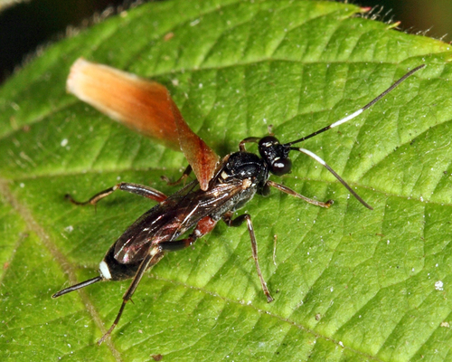 Agrothereutes lophyri