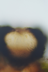 Alyxoria varia