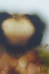 Alyxoria varia