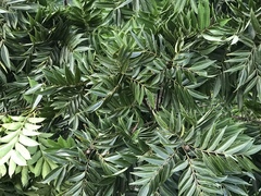 Toxicodendron succedaneum