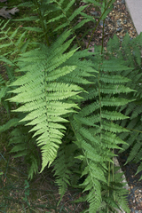 Athyrium asplenioides
