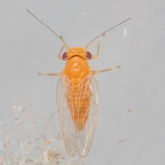 Heteropsylla