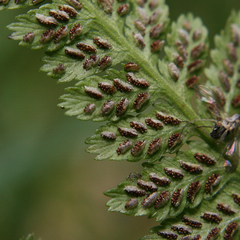 Athyrium asplenioides