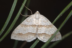 Perizoma parallelolineatum