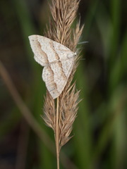 Perizoma parallelolineatum
