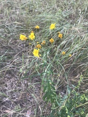 Hieracium umbellatum