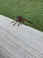 Promachus rufipes