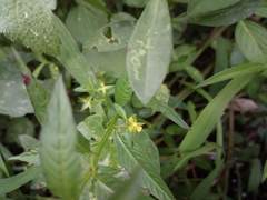 Ludwigia hyssopifolia