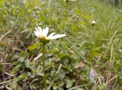 Leucanthemum vulgare
