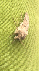 Agrotis exclamationis