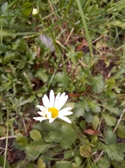 Leucanthemum vulgare
