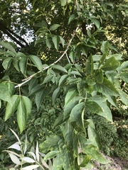 Acer negundo