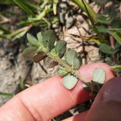 Euphorbia velleriflora