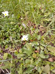 Leucanthemum vulgare