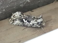 Syngrapha rectangula