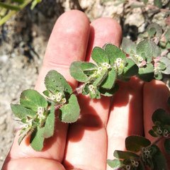 Euphorbia velleriflora