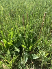 Plantago eriopoda