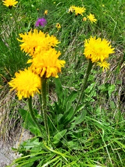 Hieracium villosum