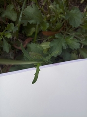 Leucanthemum vulgare