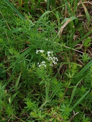 Galium mollugo