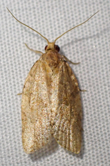 Argyrotaenia franciscana