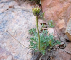 Erigeron compositus