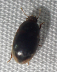 Enneboeus marmoratus