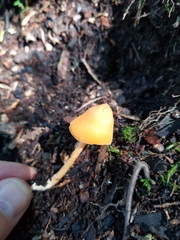 Entoloma salmoneum