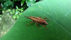 Sphenocorynes kosempoensis