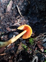Entoloma salmoneum