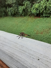 Promachus rufipes