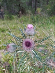Cirsium eriophorum