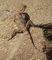Agama anchietae