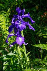 Iris latifolia