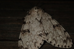 Lymantria sinica sinica