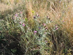 Cirsium tenoreanum