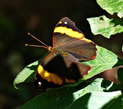Epiphile orea negrina